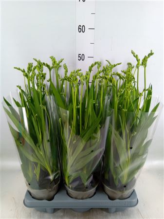 Freesia 'ostuni' N&S Dubbel wit