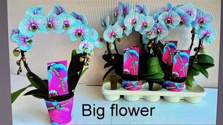 ** Phal **paint** Wonder Of Nature 2 Branches 16+