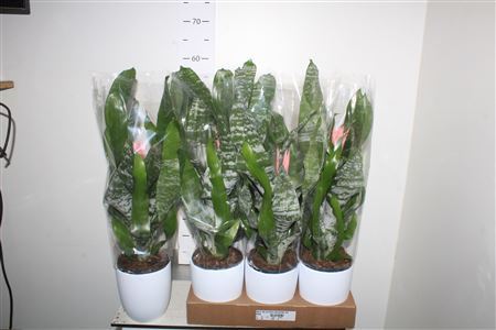 ** Aech Fas Primera Keramiek Wit * Spring Deal *