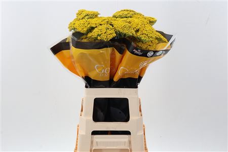 Achil Golden Prairie 70cm