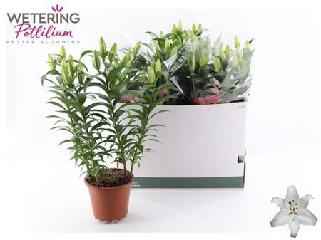 ** Lil Or Sun Bahamas 4pp * Spring Deal *