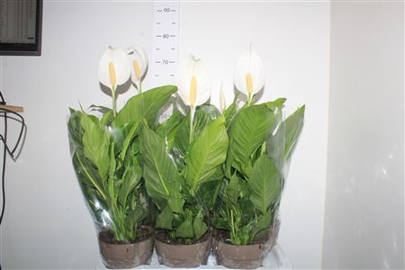 ** Spath Sweet Silvio 2+ P17 Spring Deal *