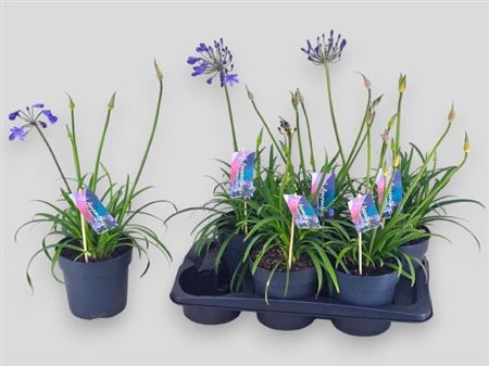 Agapa Brilliant Blue