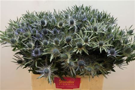 Eryn Mag Blue Lagoon