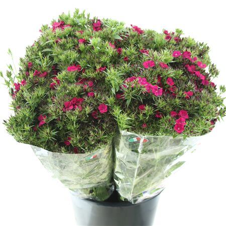 Di Barb Amazon Cherry