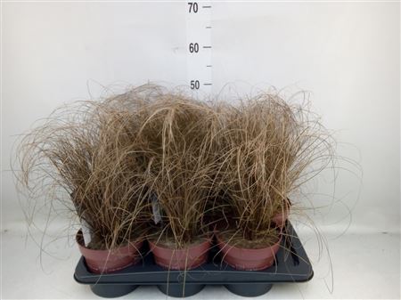 Carex Comans 'bronze Form' .