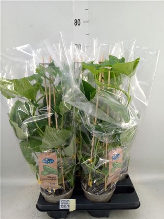 Cucumis Sativus ... PICK-&-JOY® Snack Cucumber