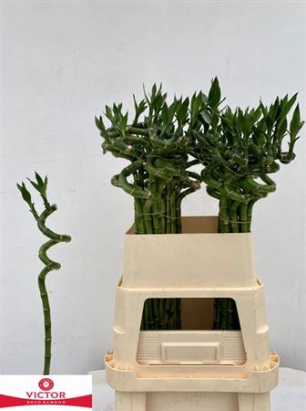 Drac Lucky Bamboo