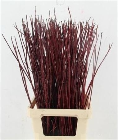 Cornus Alba Sibirica