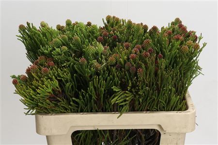 Kaaps Groen Brunia Fragarioides (clusterstar)