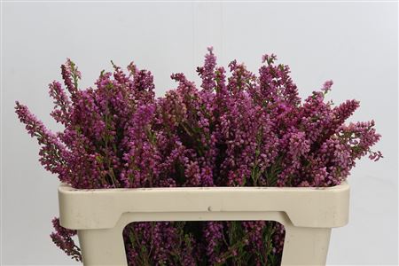 Kaaps Groen Erica Pink