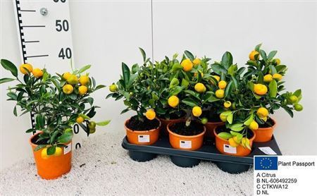 ** Citr X Microcarpa 10+ * Spring Deal *