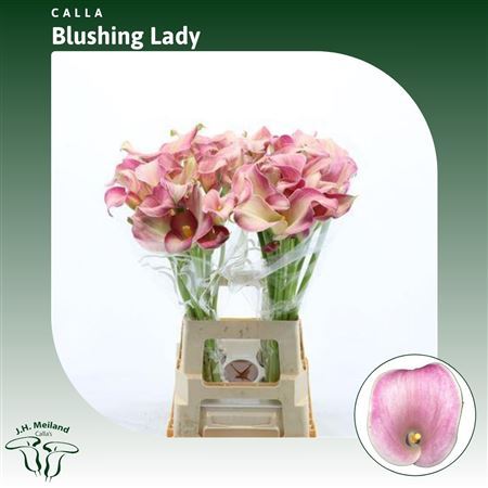 Zant Blushing Lady