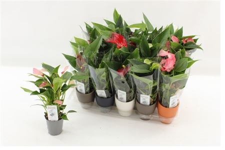 ** Anthu An Gem 3 Kl 2+ In Keramiek Pot