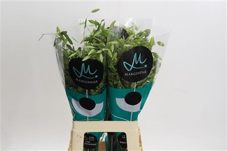 Chasmanthium Green