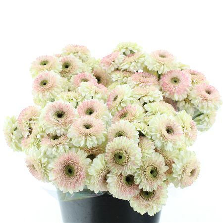 Ge Mi Bolero Lisalisa