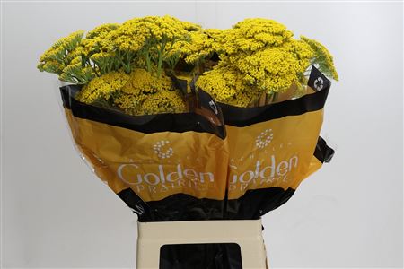 Achillea Golden Prairi