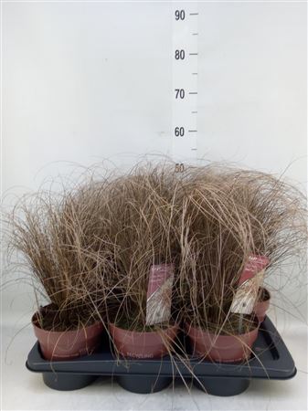 Carex Comans 'bronze Form' .