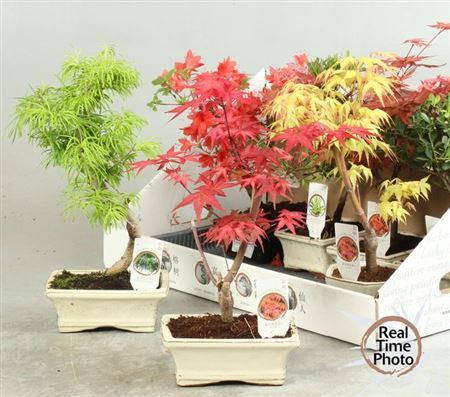 Bonsai Gem Acer Type