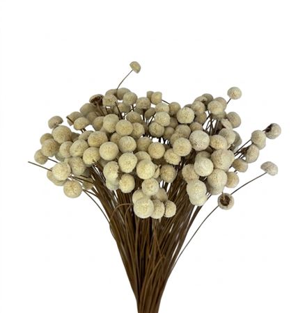 Dried Bleached Botao