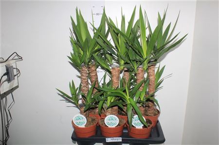 Yucca 45-20 1+