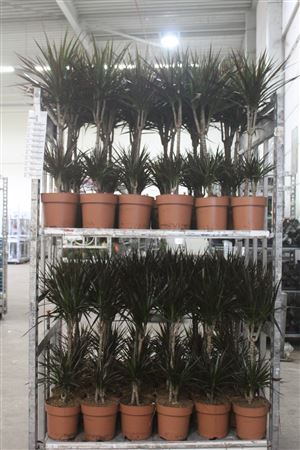 ** Dra Marg Magenta 45-20 Cm * Spring Deal *