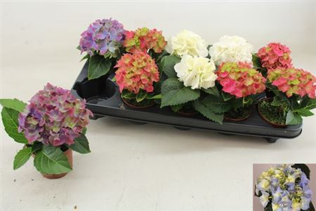 ** Hydr M Gem 1 Flower * Spring Deal *