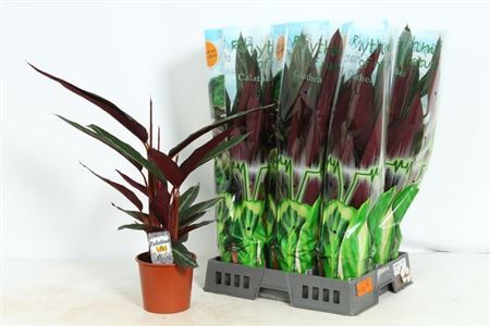 ** Strom Sa Stripestar P17 * Spring Deal *