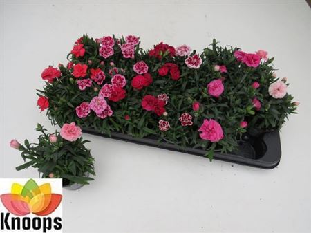 ** Dian Osc Gem * Spring Deal *