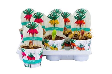 ** Fritillaria Mix * Spring Deal *