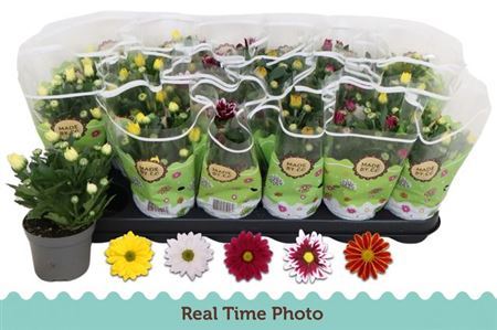 ** Chrys Gem 5 Kl * Spring Deal *