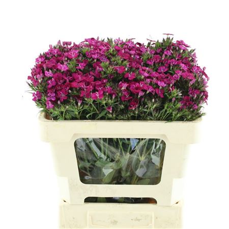 Di Barb Am Neon Cher