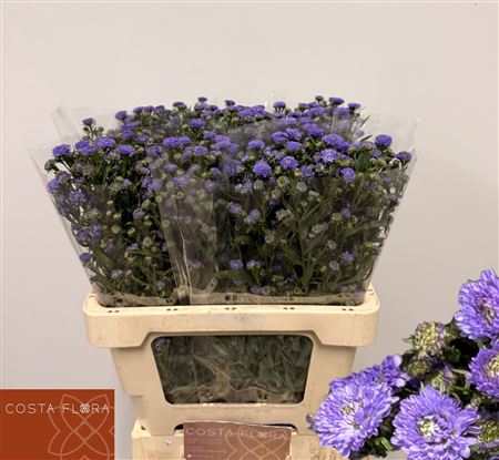 Ast Astee Mb Pin Pea