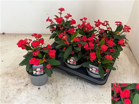 Euphor Mi Maxi Olymp