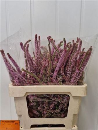 Psylliostachys Suwor (staart Statice)