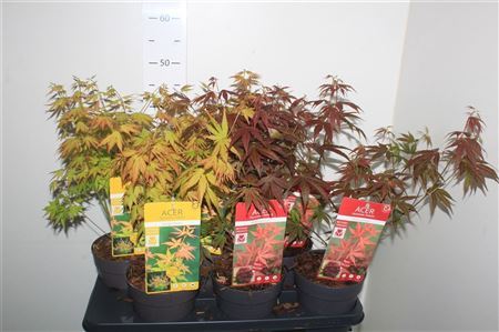 ** Acer Palmatum * Spring Deal *