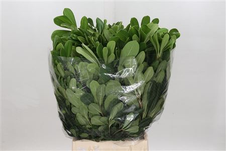 Pittosporum Tobira