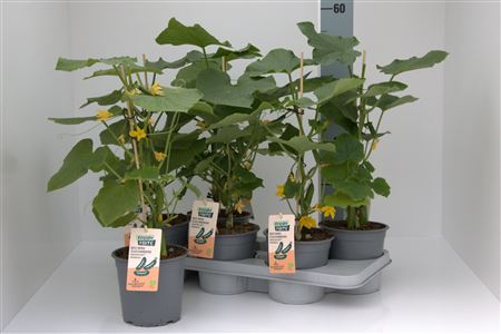 Komkommerplanten