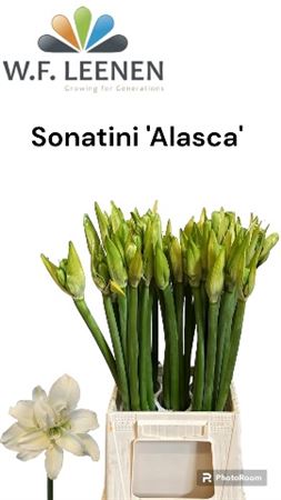 Hipp Dd Sonat Alasca