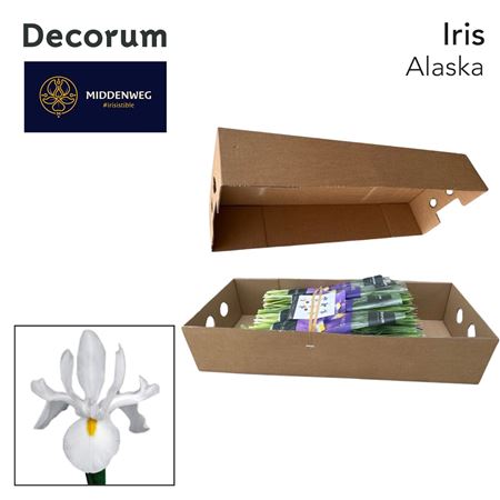 Iris Alaska