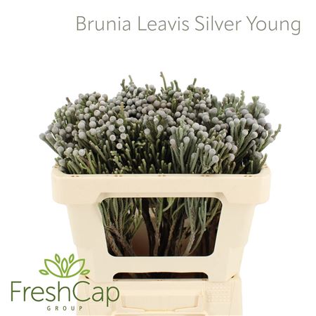 Brun Laevis