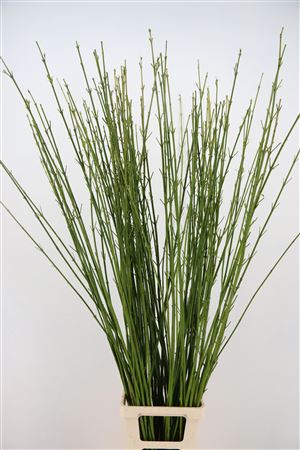 Cornus S Flaviramea