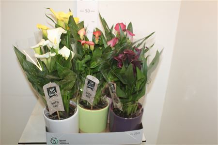 ** Zant Gem 4+ Decopot * Spring Deal *