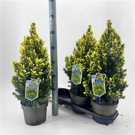 Picea Gl Daisy White