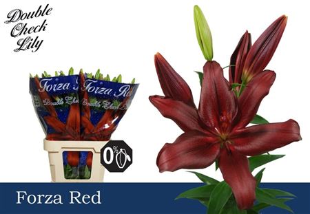 Li La Forza Red