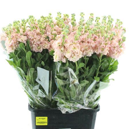 Matth Incana Iron Apricot Extra