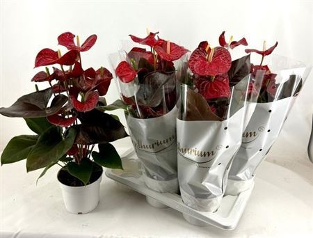 Anthu A Coral Champi 7+