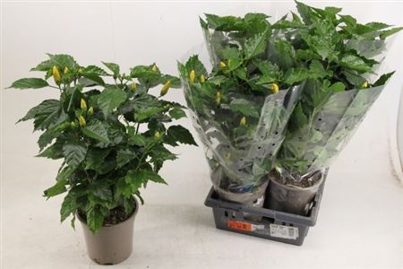 ** Hibis Ov 10 Branches P21 * Spring Deal *