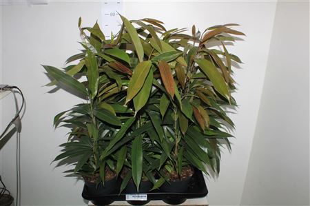 ** Fic Bin Amstel King * Spring Deal *