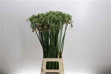 Allium Nectaroscordum Siculum